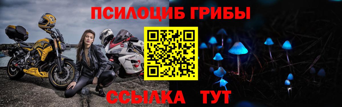 Псилоцибиновые грибы Cubensis Серов